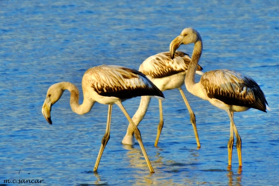 Flamingo
