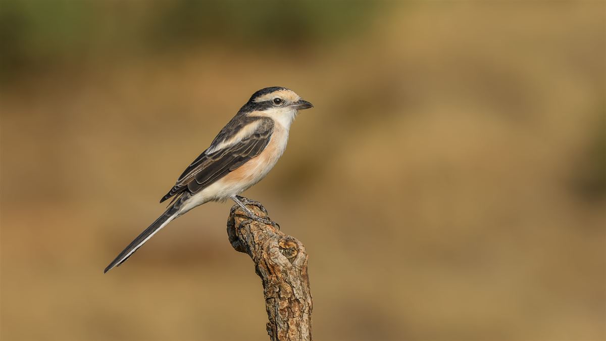 Masked Shrike