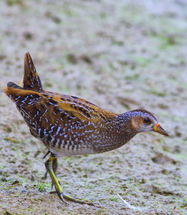 Spotted Crake