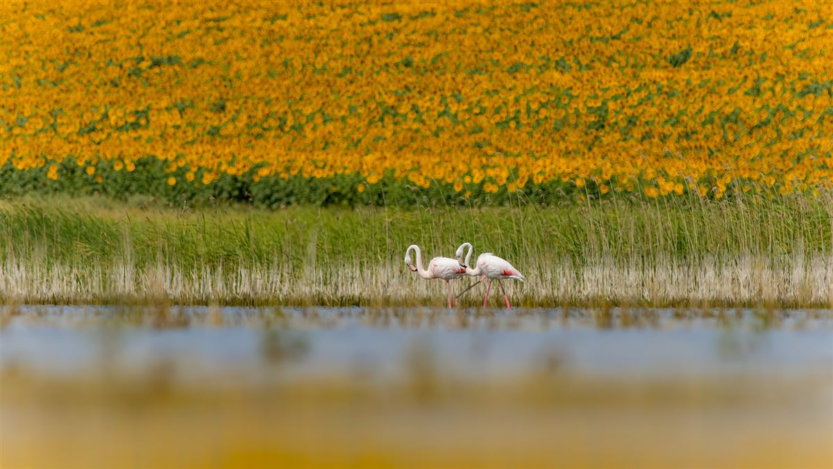 Flamingo