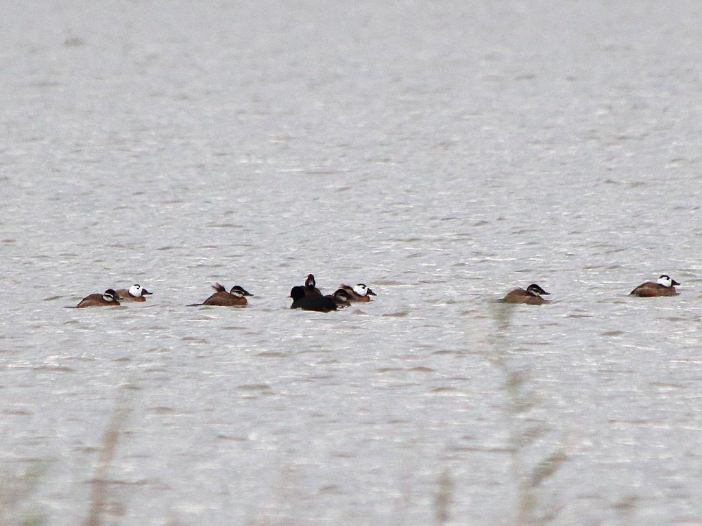 White-headed Duck