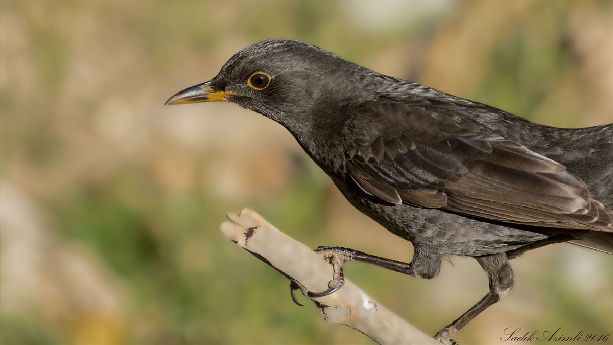 Common Blackbird