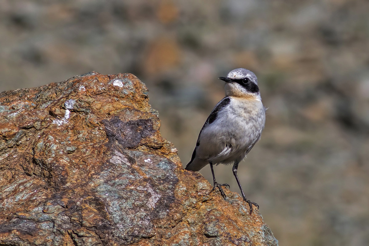 Northern Wheatear