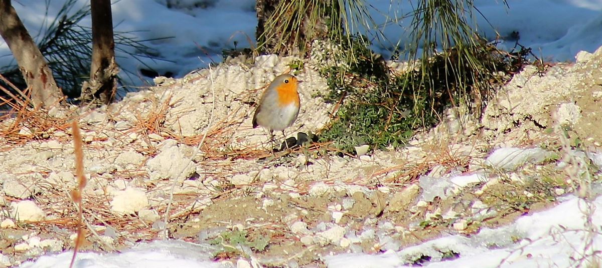 European Robin