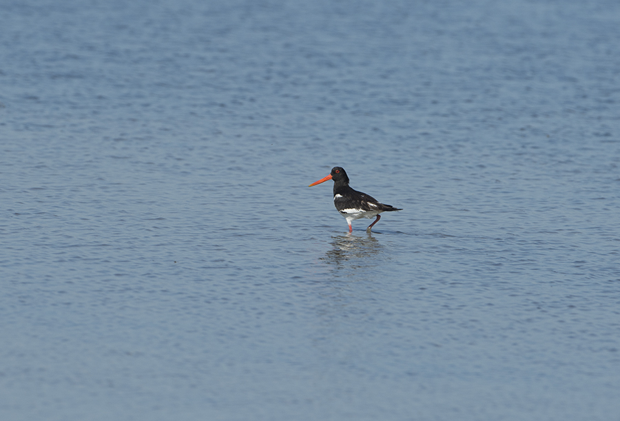 Eurasian Oystercatcher