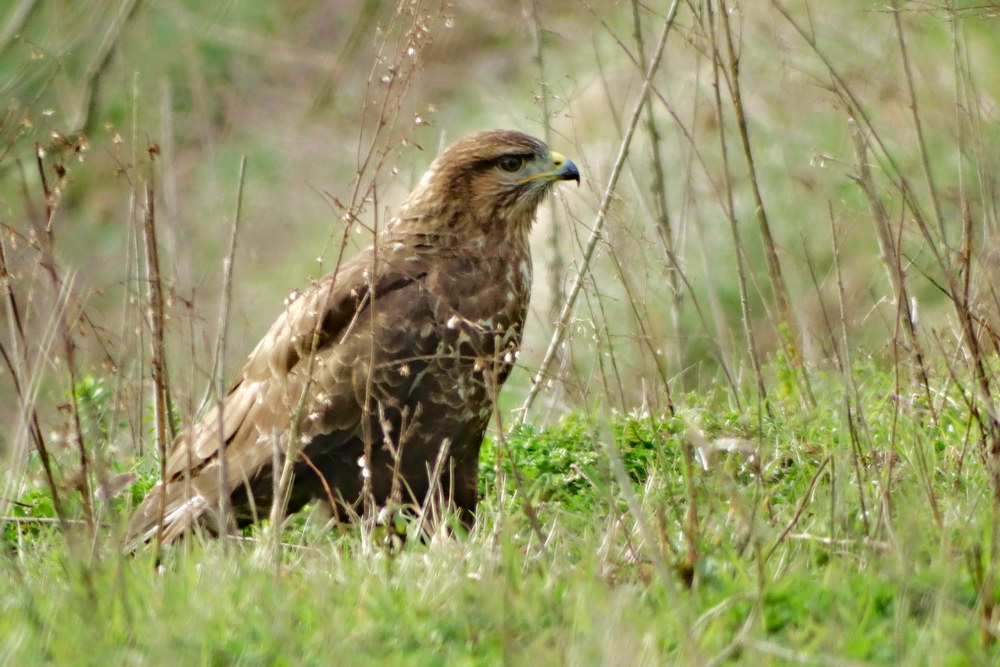 Common Buzzard