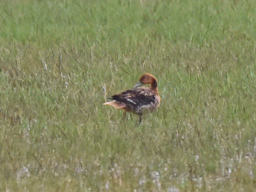 Eurasian Wigeon