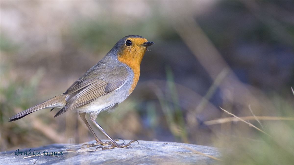European Robin
