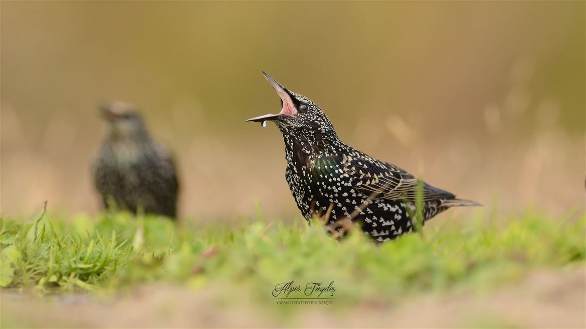 Common Starling