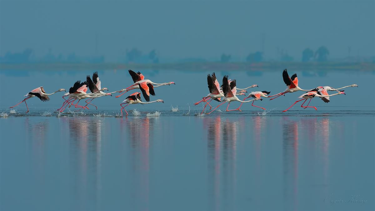 Greater Flamingo