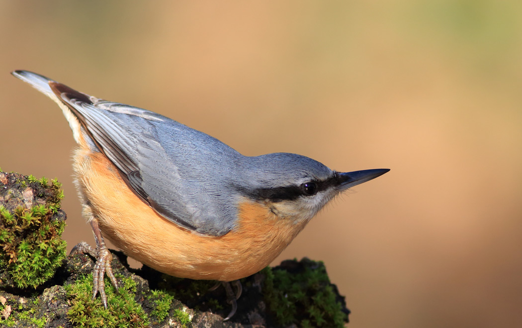 Eurasian Nuthatch