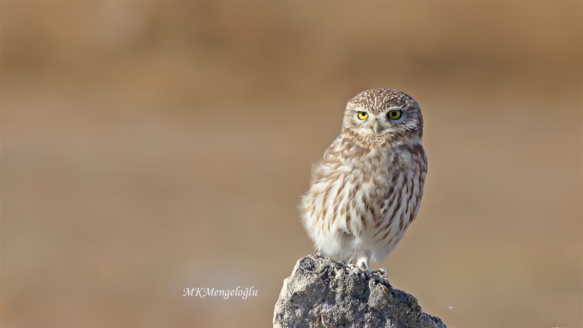 Little Owl