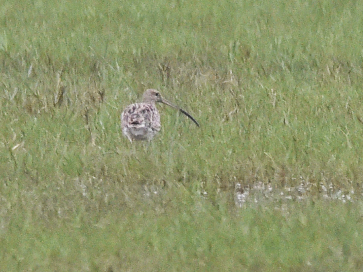 Eurasian Curlew