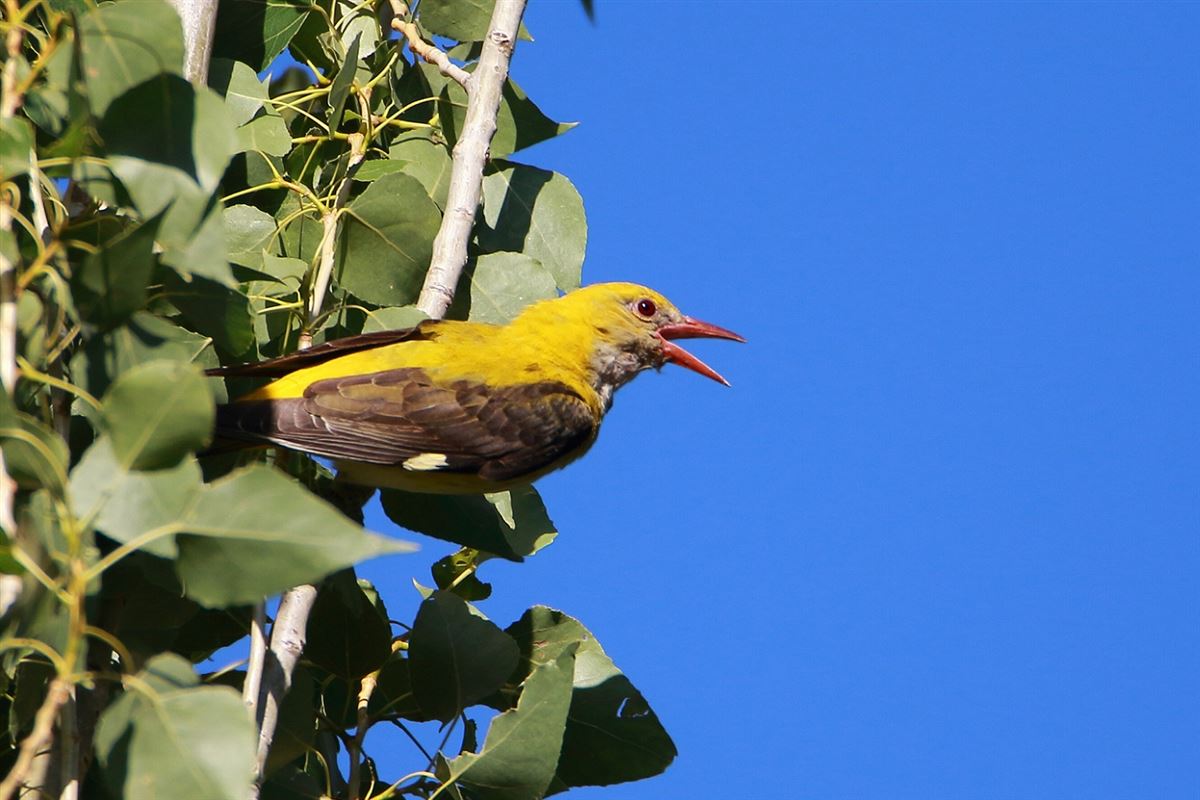 Eurasian Golden Oriole
