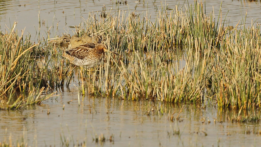 Common Snipe