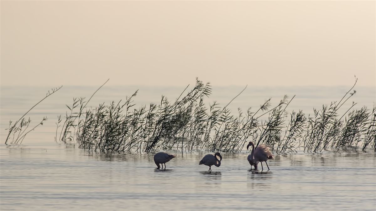 Greater Flamingo