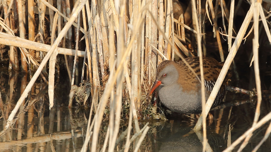 Water Rail