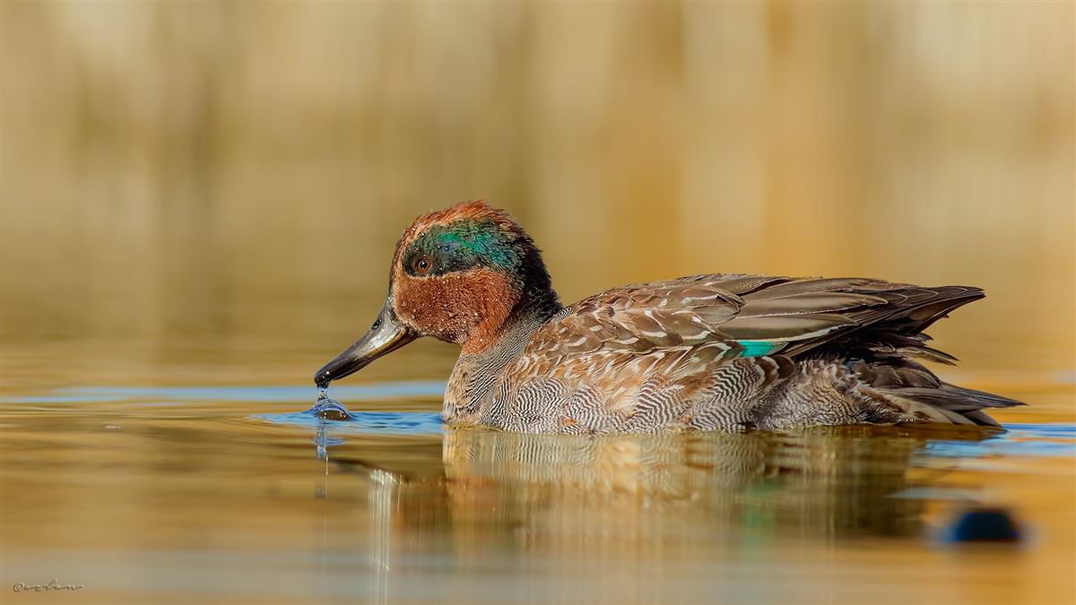 Eurasian Teal