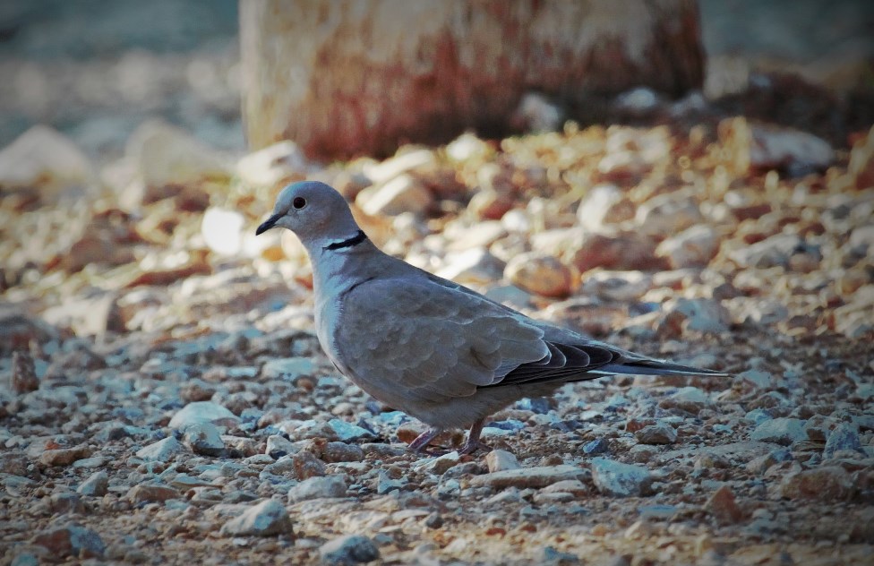 Eurasian Collared Dove