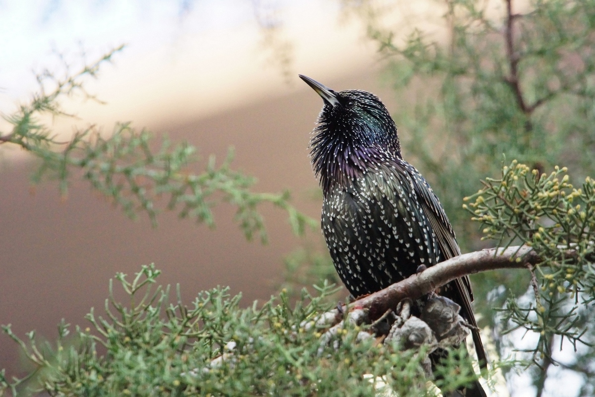 Common Starling