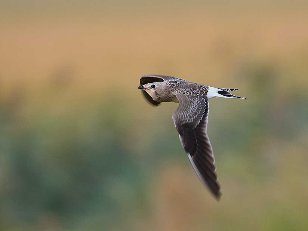 Collared Pratincole