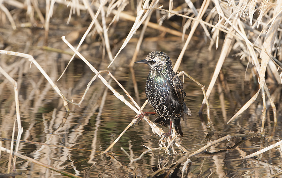 Common Starling