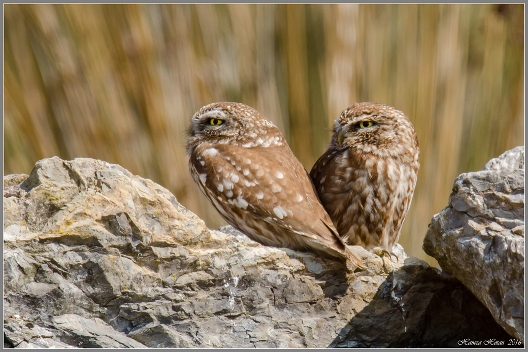 Little Owl