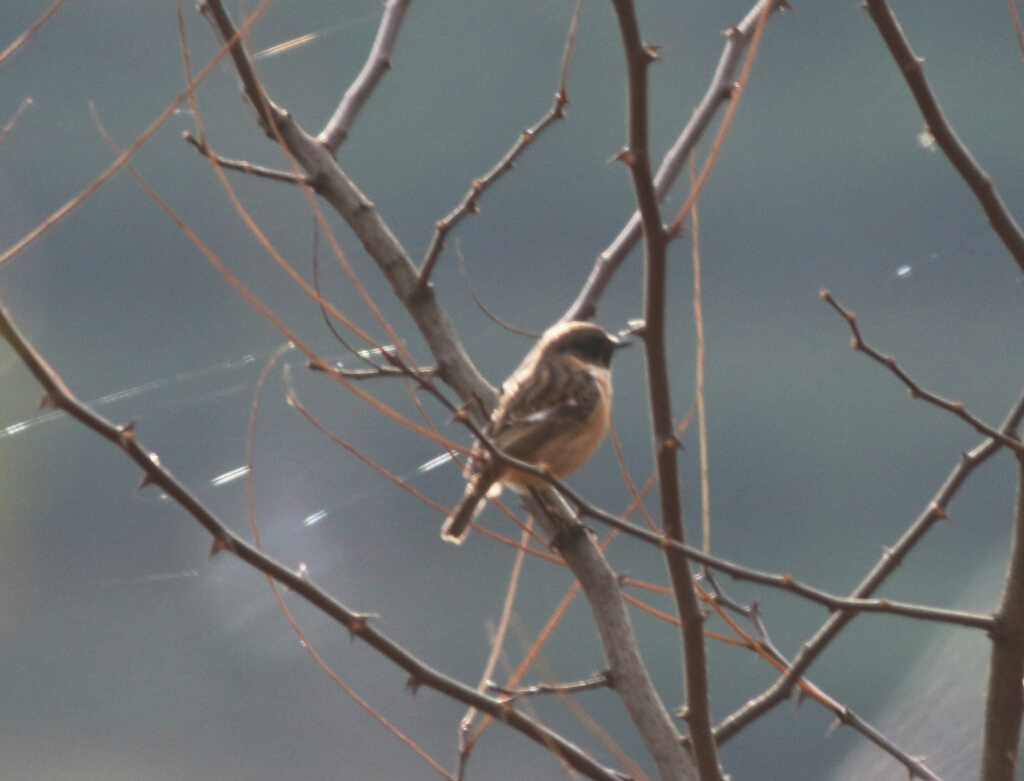 European Stonechat