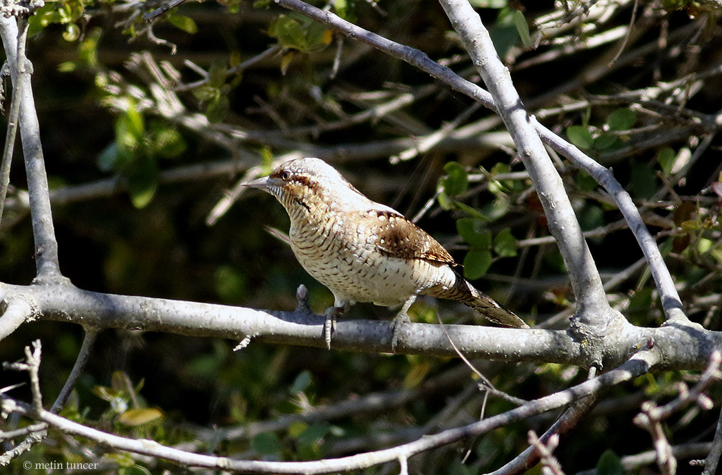 Eurasian Wryneck