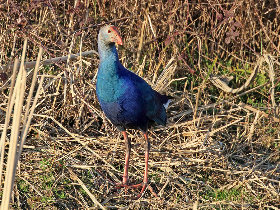 Grey-headed Swamphen