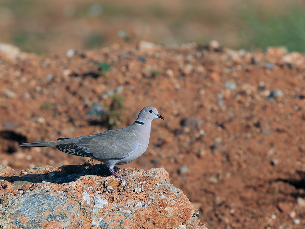 Eurasian Collared Dove