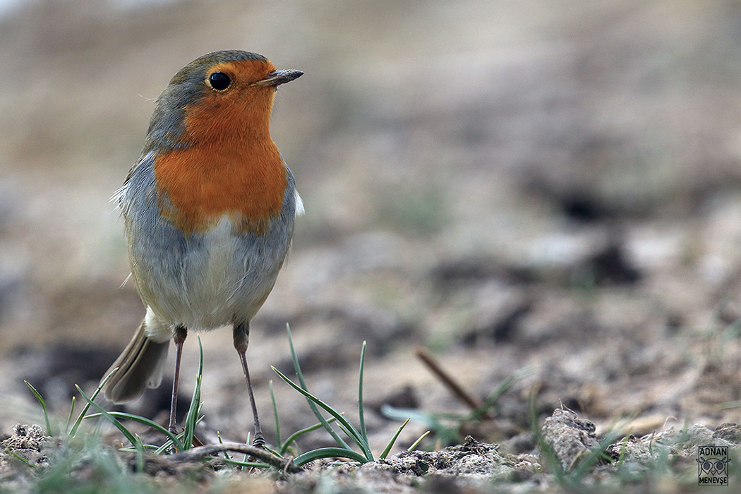 European Robin