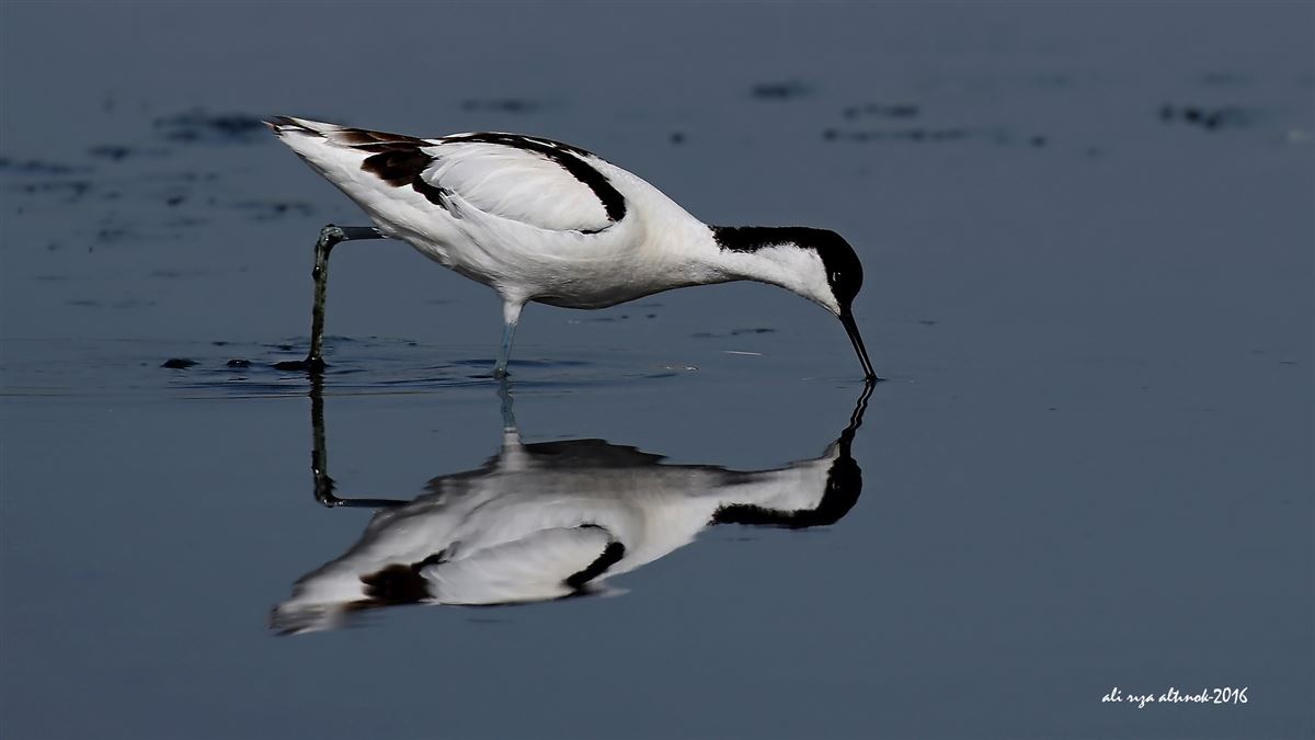 Pied Avocet