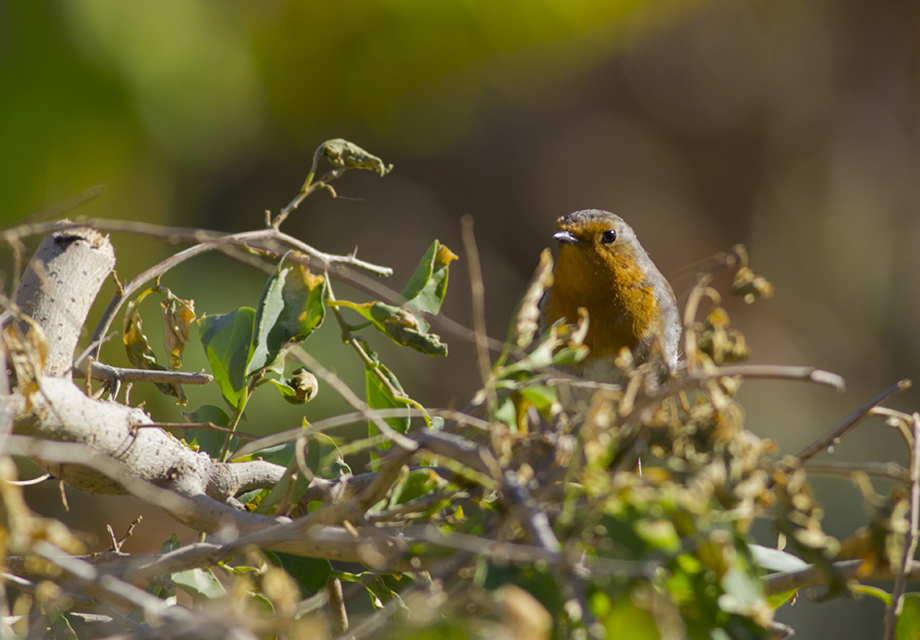 European Robin