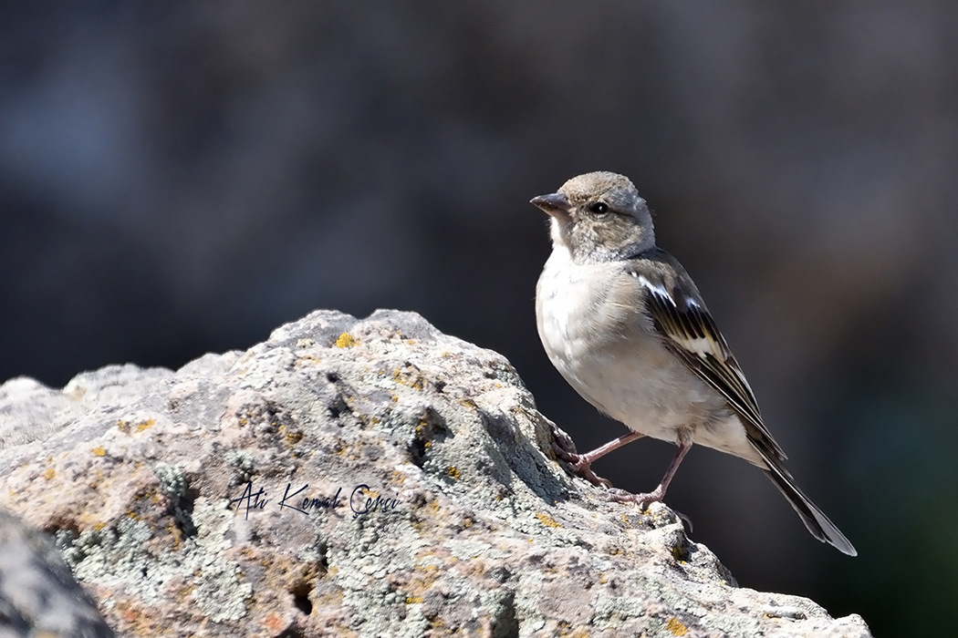 Eurasian Chaffinch