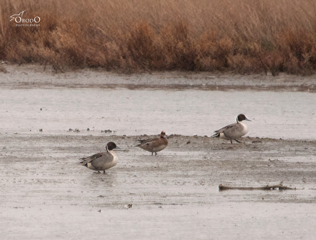 Northern Pintail