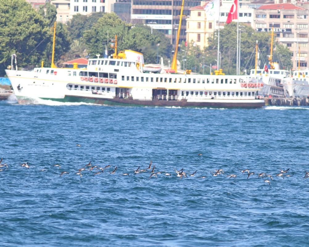 Yelkouan Shearwater