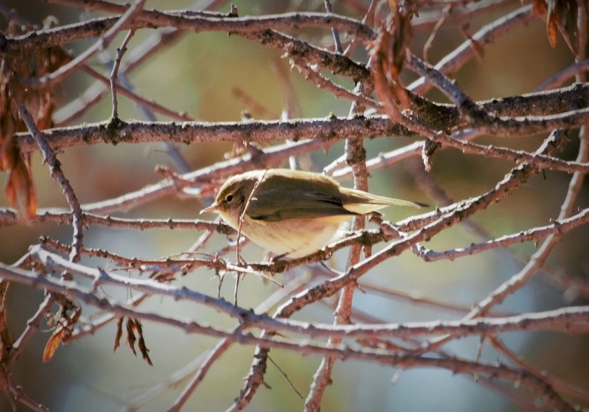 Common Chiffchaff