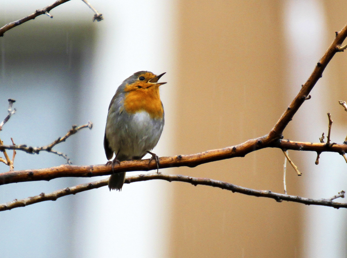European Robin