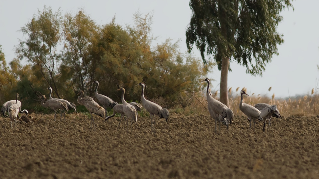 Common Crane