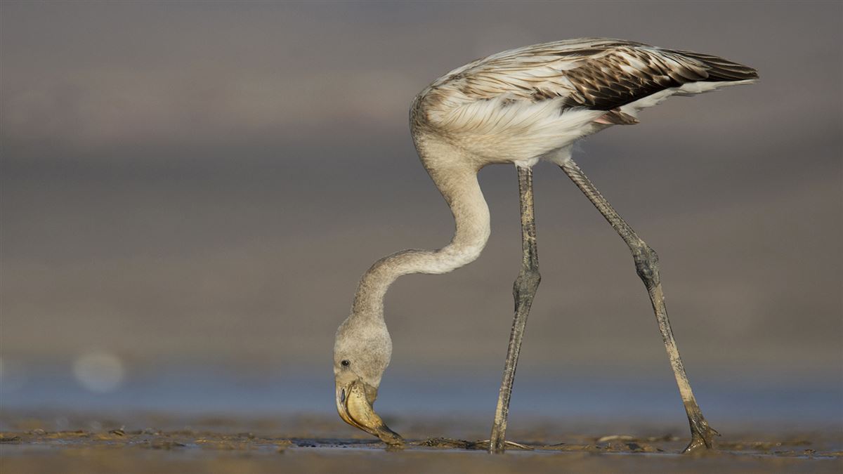 Greater Flamingo