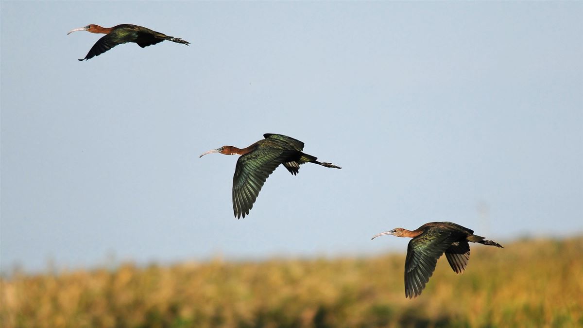 Glossy Ibis