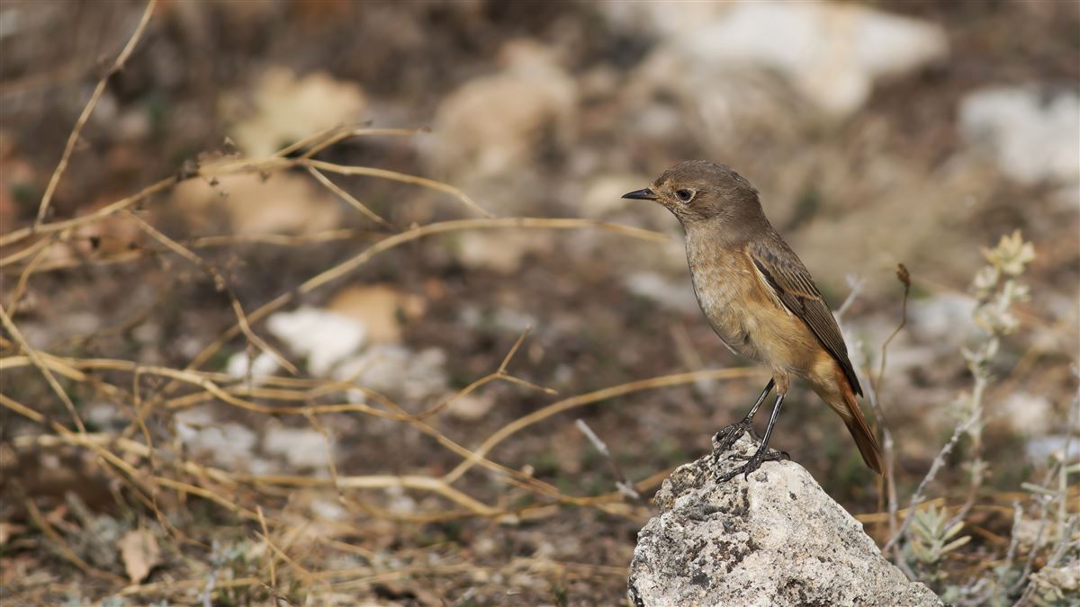Common Redstart