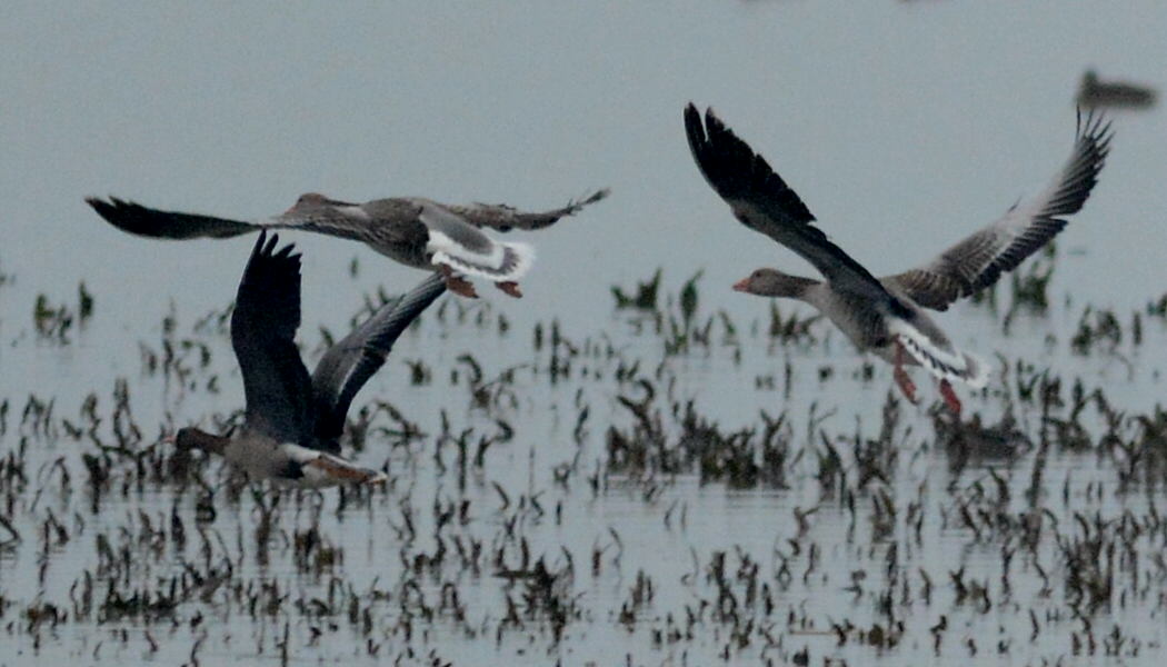 Greater White-fronted Goose