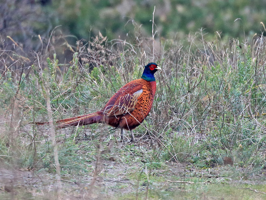 Common Pheasant