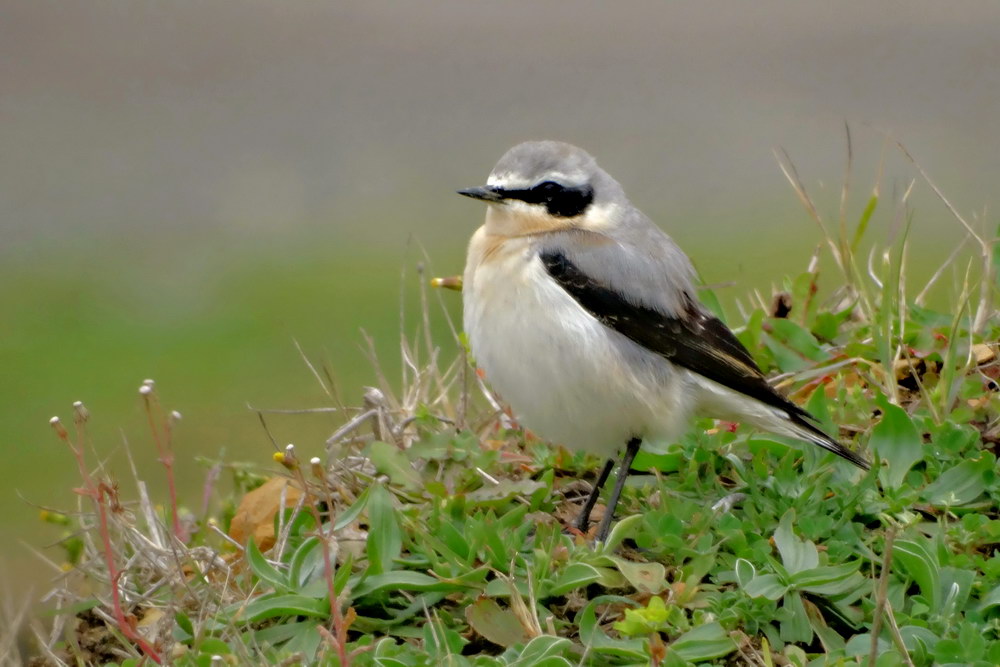Northern Wheatear