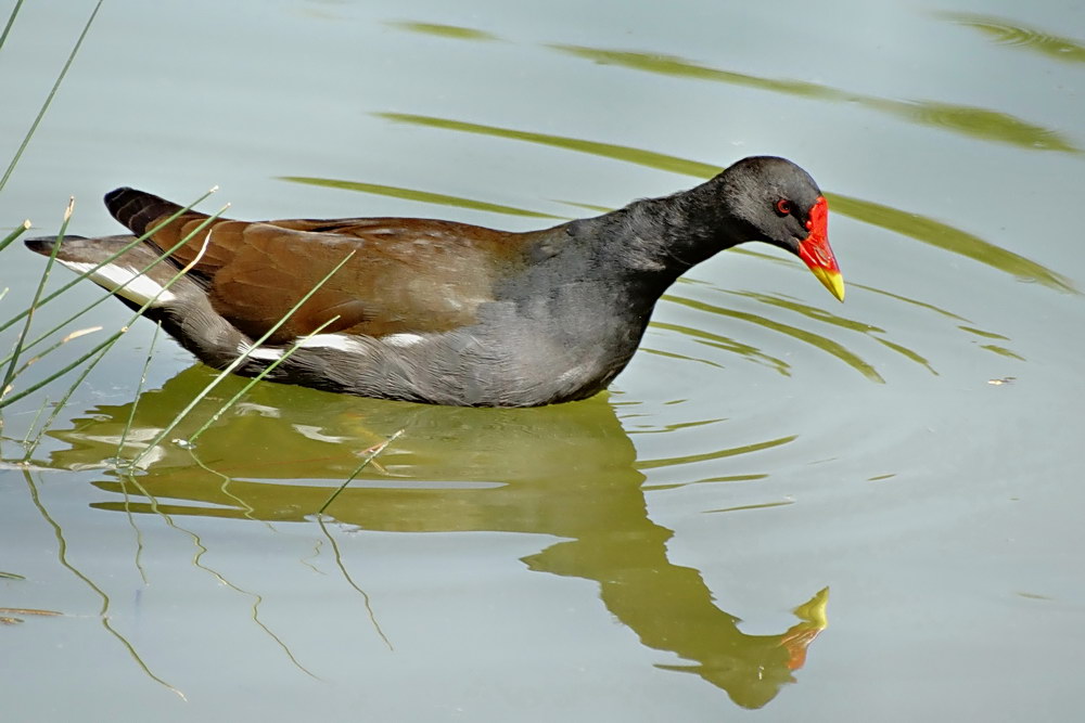 Common Moorhen