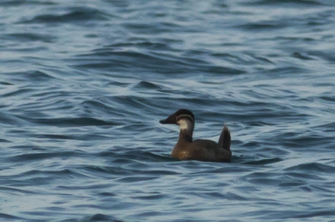 White-headed Duck