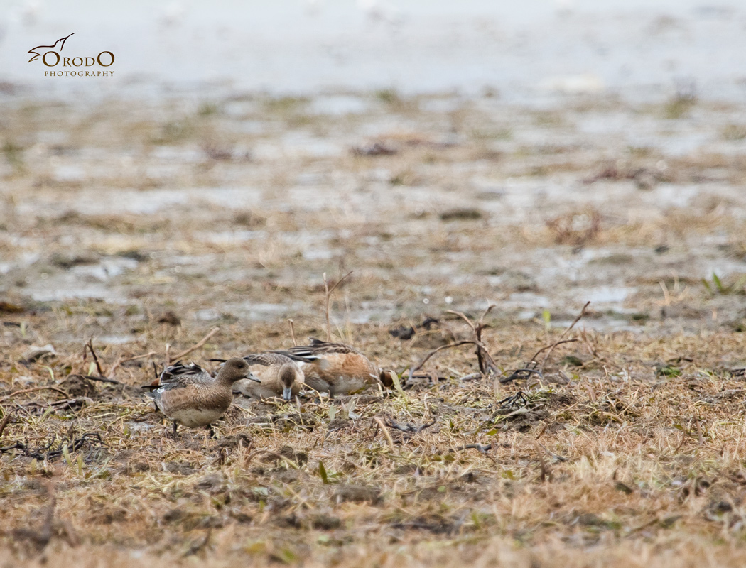 Eurasian Wigeon