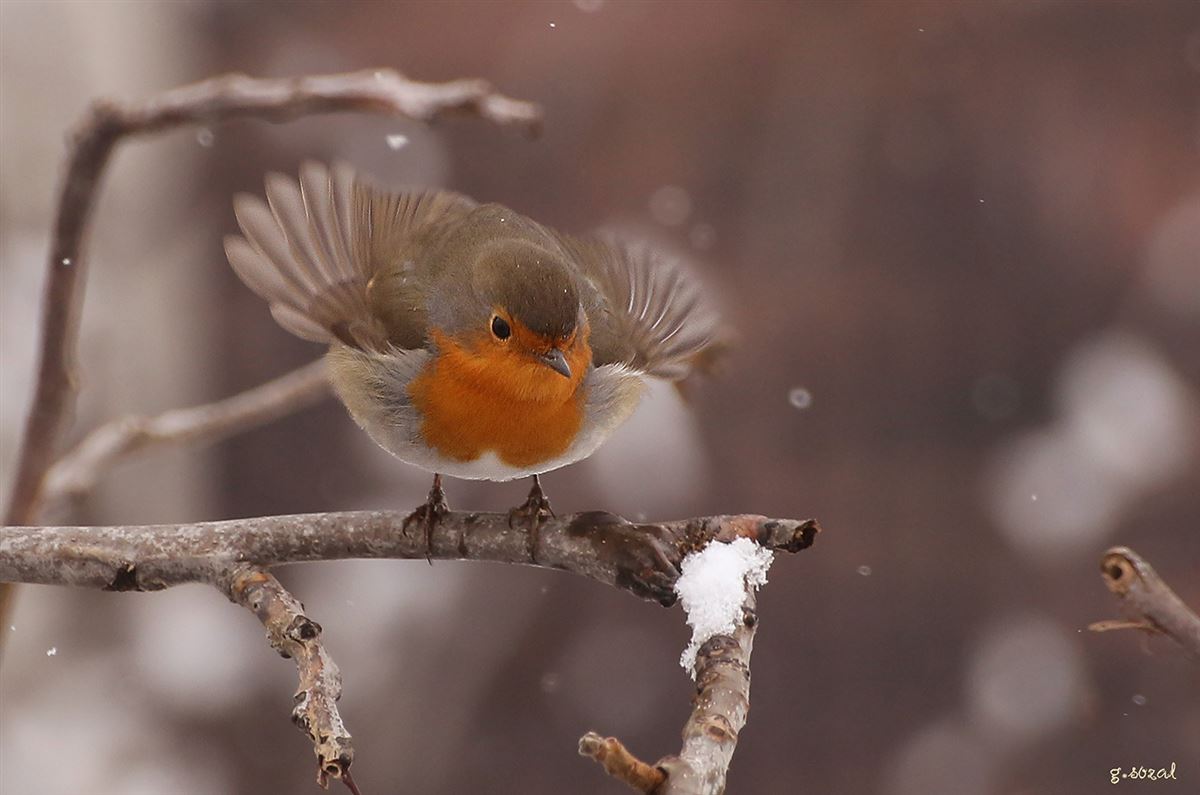 European Robin